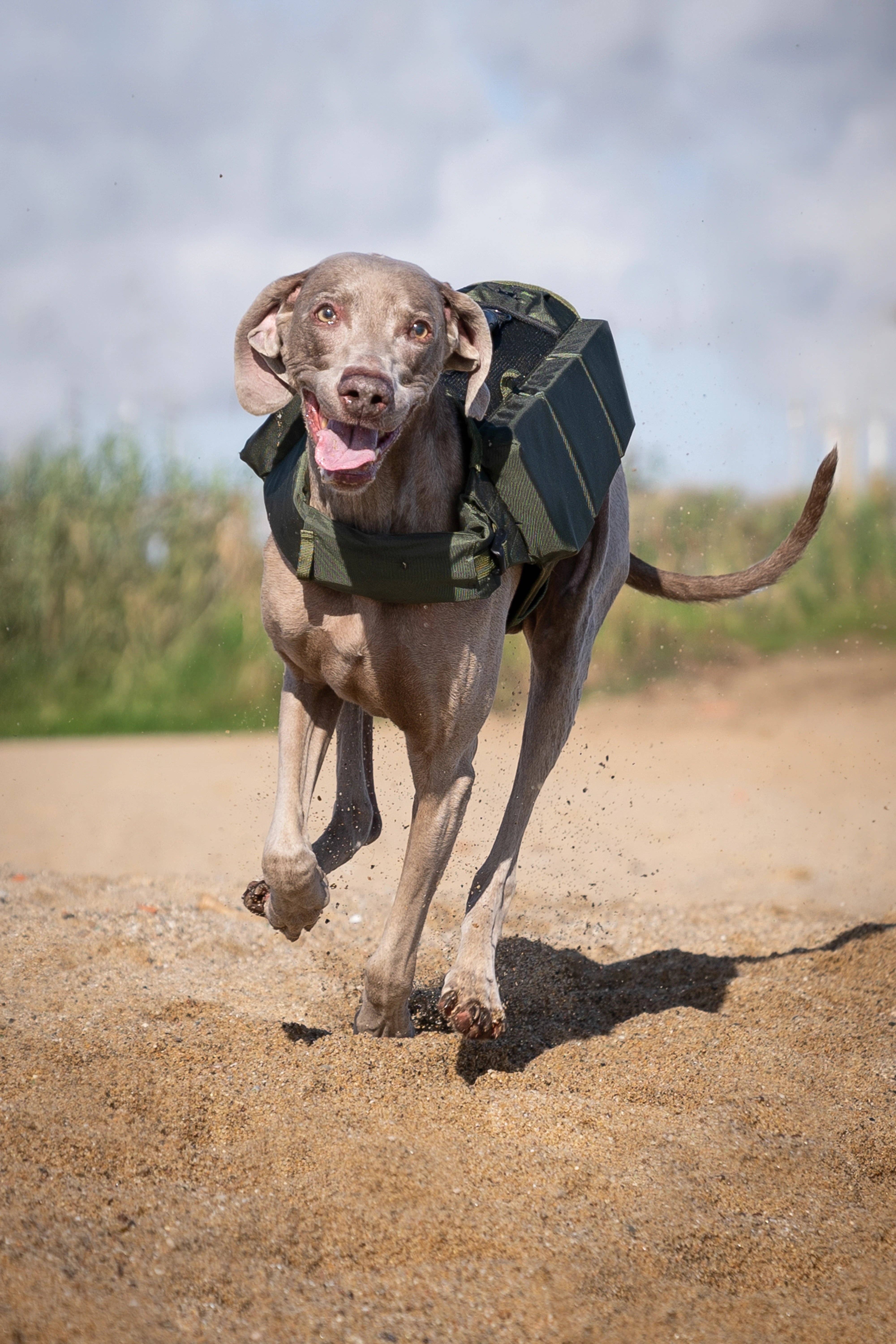 NOAH AND PAW LLC - Vendita all'ingrosso Giacca - Cani - Salvagente per cane Human Standards con supporto in schiuma 3x massimo galleggiamento - Verde16