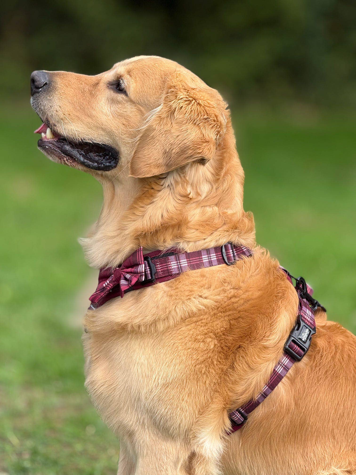 The aDoraBle Pooch Company - Wholesale Pet Harness - Dog - Streamline Pro™ Dog Harness - Heritage Collection - Merlot Manor27