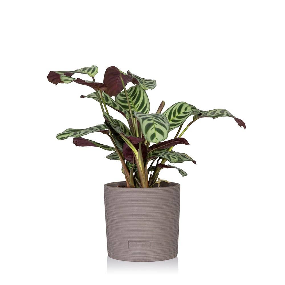 The Little Botanical – wholesale Live plant – Calathea Mix1