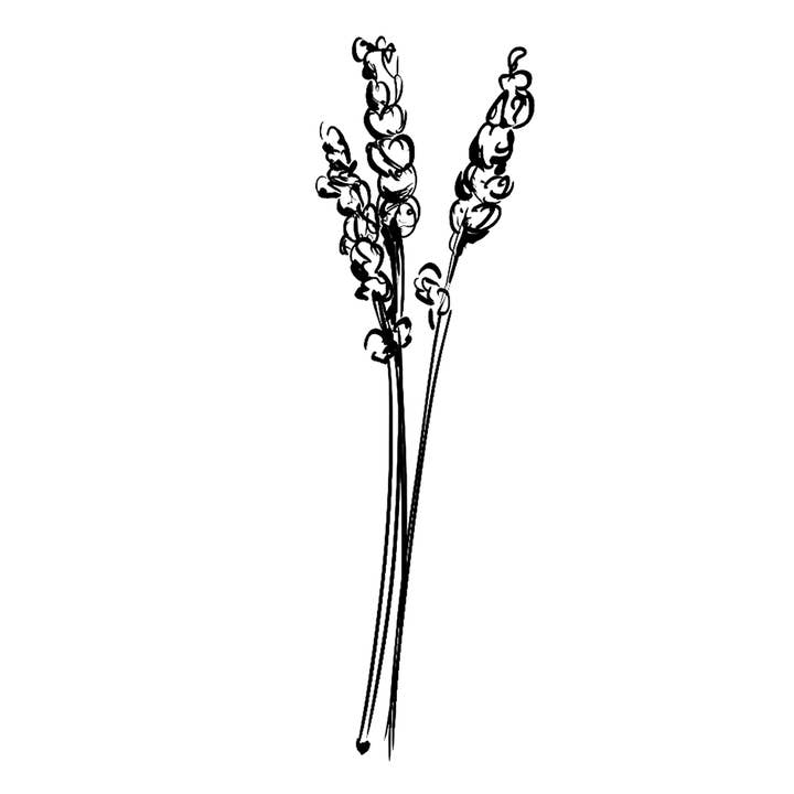 Essences Naturelles Corses - Wholesale Essential Oil - Organic fine lavender - Essential oil - Aromatherapy - 10ml1