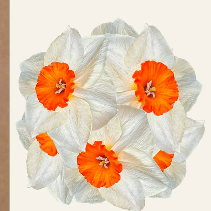 Beautiful Daffodil Blank Card for wholesale by Heavenly Debbie