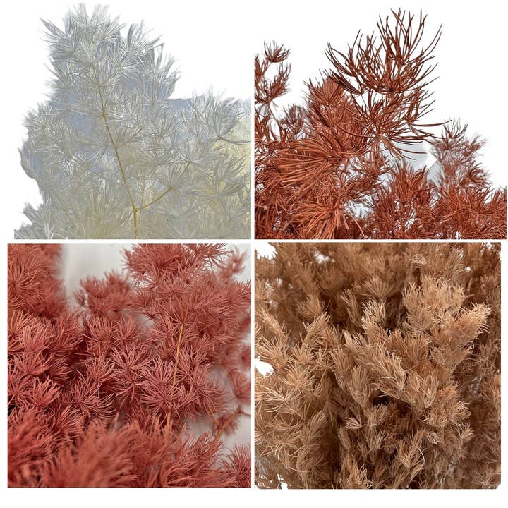2626 Designs - Wholesale Dried/Pressed Flowers - Preserved Asparagus Fern,12-20" long