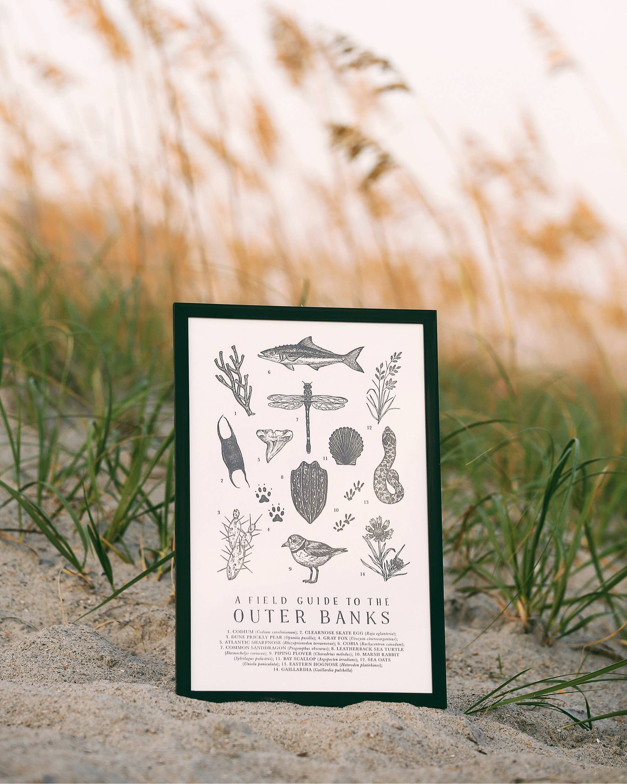 The Wild Wander - Wholesale Art Print - Outer Banks Field Guide2
