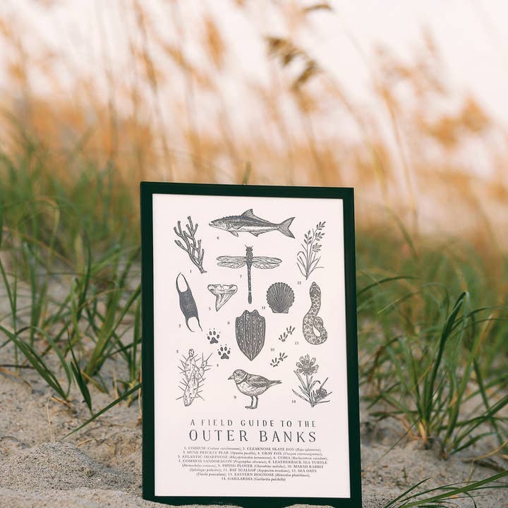 The Wild Wander - Wholesale Art Print - Outer Banks Field Guide2