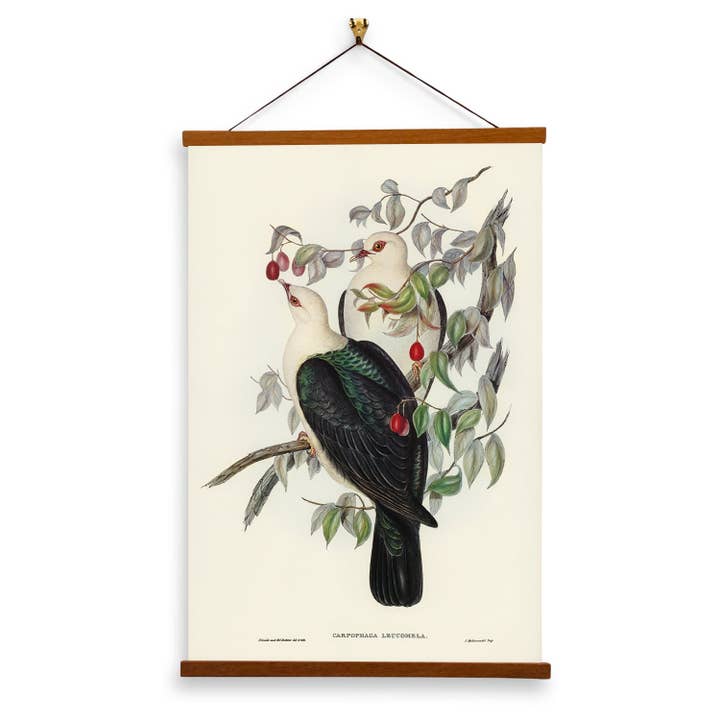White-headed Pigeon by John Gould - Giclee Print on Canvas with Magnetic Hanger for wholesale by Vintage Banners