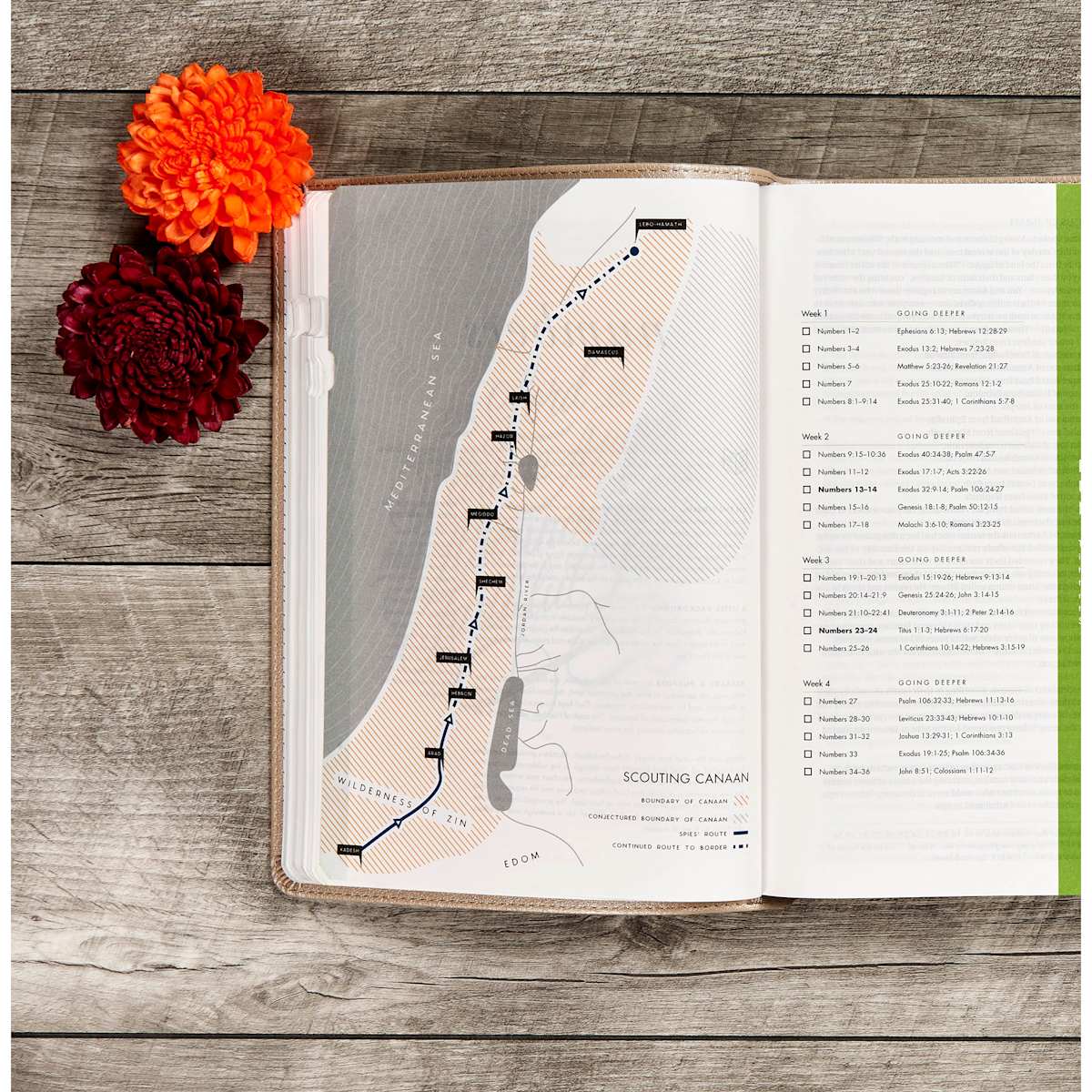 Lifeway - Wholesale Religion - CSB She Reads Truth Bible, Champagne Gold LeatherTouch5