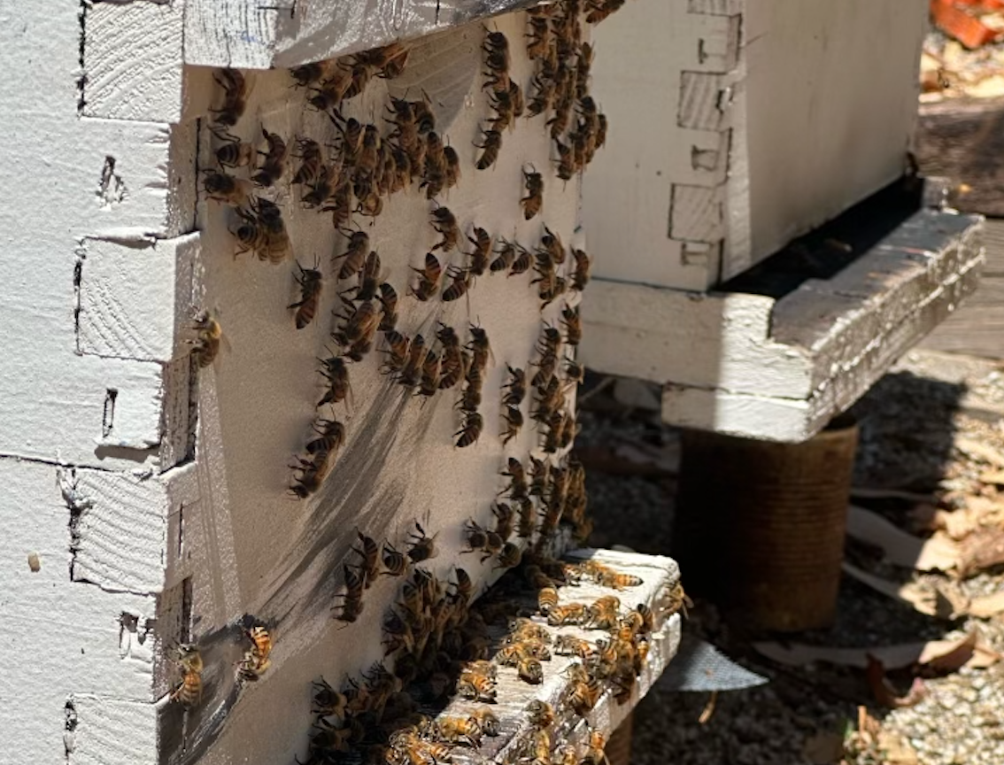 Bill's Bees - Vendita all'ingrosso Miele - 8 oz Miele crudo di grano saraceno1