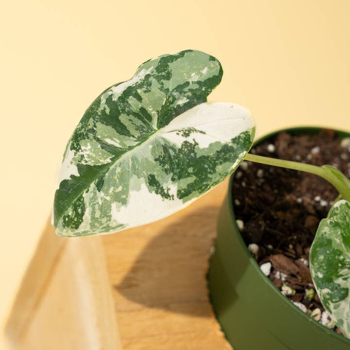 BWH Plant Co - Wholesale Live Plant - 4" Variegated Alocasia 'Frydek'5