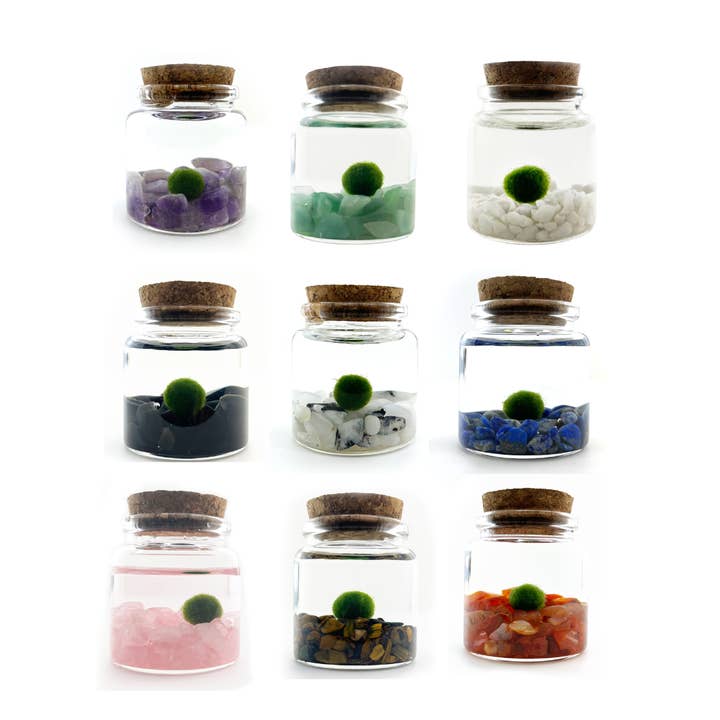 Rico Sampler Kit for wholesale by Moss Amigos | Moss Ball Terrariums