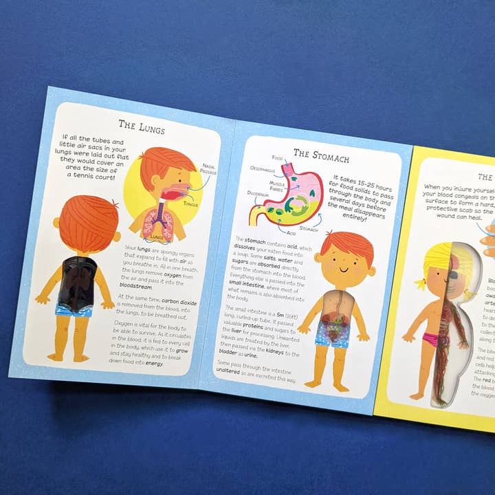 Robert Frederick Ltd - Wholesale Book - Kids - My First Human Body Book - New Version