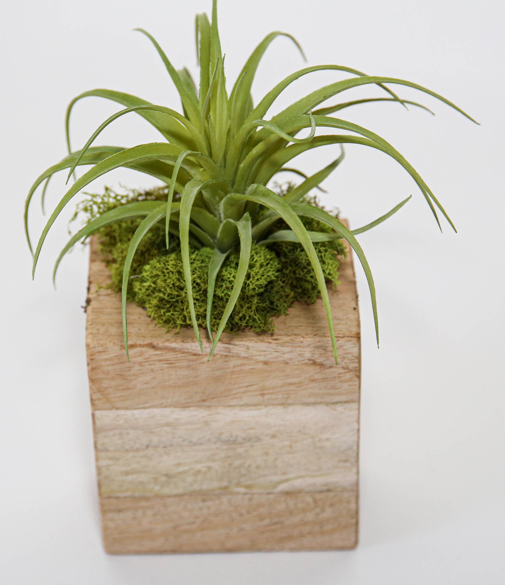 Forever Green Art - Wholesale Succulent - Succulent Sugar Mold Set of 94