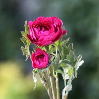 Mezu Silk Flowers - Wholesale Artificial Flowers - Artificial Dark Pink Ranunculus0