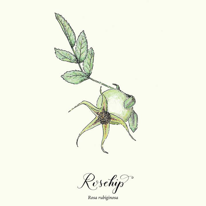 Rosehip botanical illustration in colored pencil for wholesale by Molly Chidsey Illustration & Design