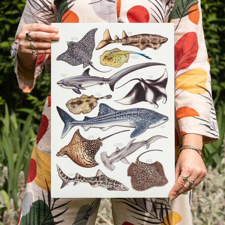 Impression de requins et raies - Art sous-marin pour la vente par Drawn to Nature