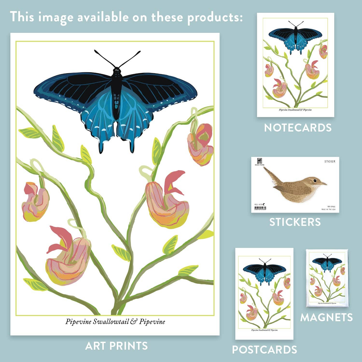 Rigel Paper – wholesale Magnet – RBU-735 Pipevine Swallowtail Butterfly Magnet2