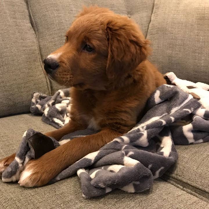 Tall Tails - Venta al por mayor Manta - Perros - Manta para Perro Tall Tails Gris Carbón 76 x 102 cm5