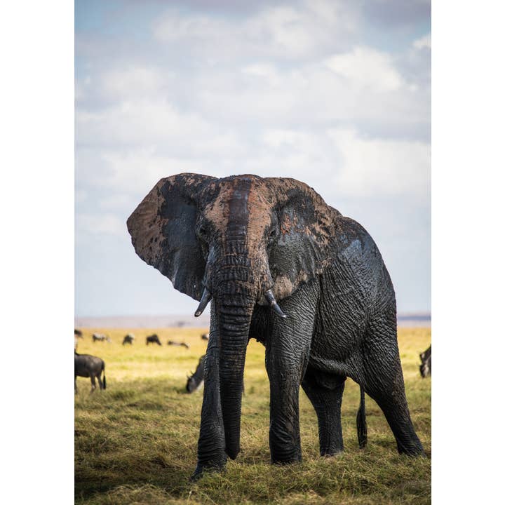 Guerrier pour la vente par Sam Hankss Photography