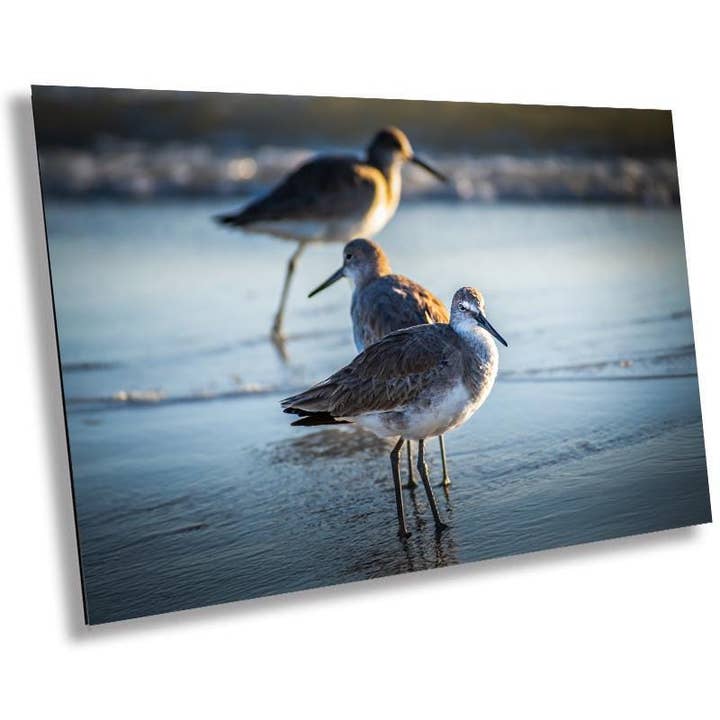 Graceful Willets: Anna Maria Island Coast Florida Wall Art Print Bird Photography Aluminum/Acrylic/Metal/Canvas for wholesale by Images By Cheri
