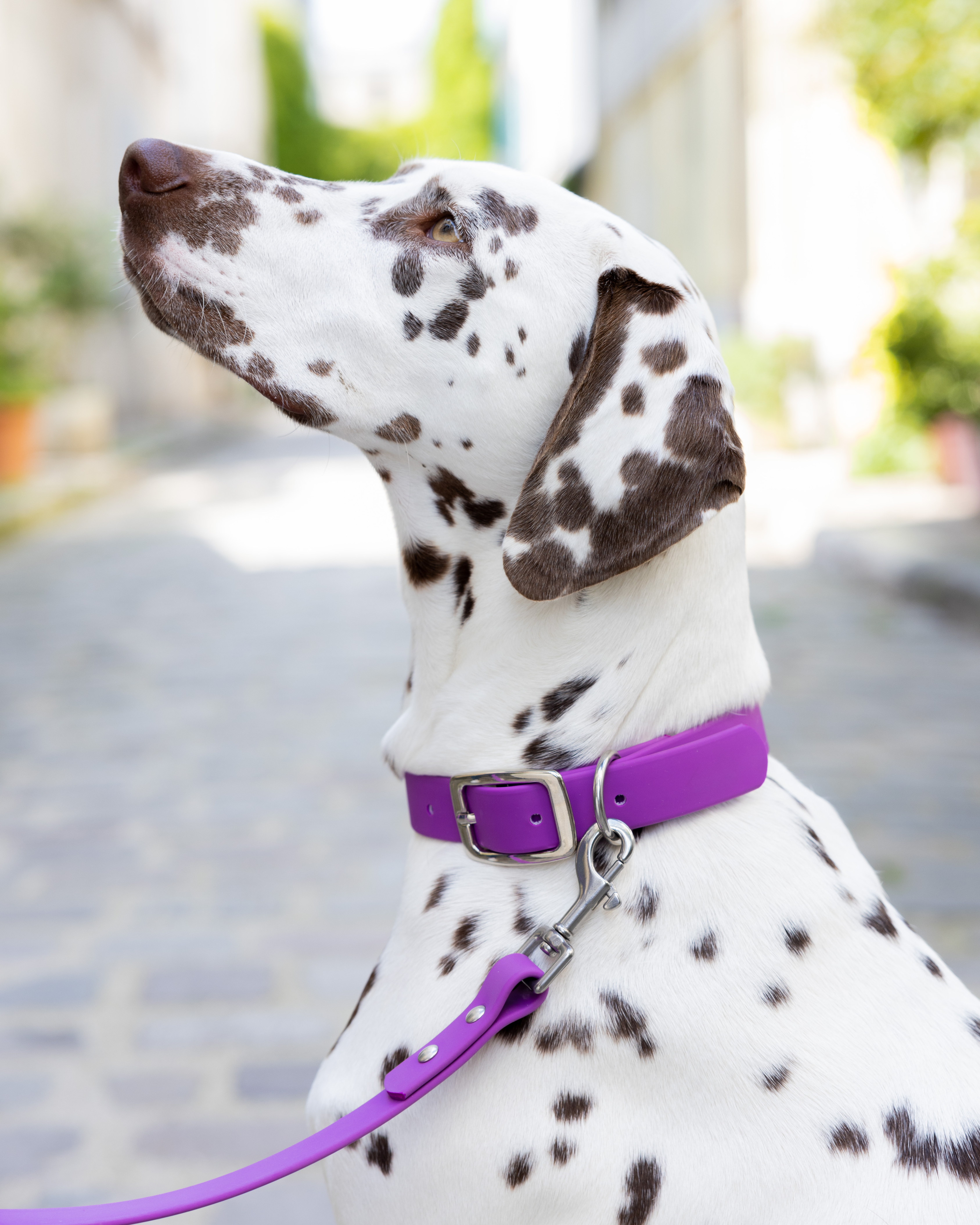 Ploouf Dogs - Wholesale Pet Collar - Dog - Dahlia purple “soft touch” dog collar4