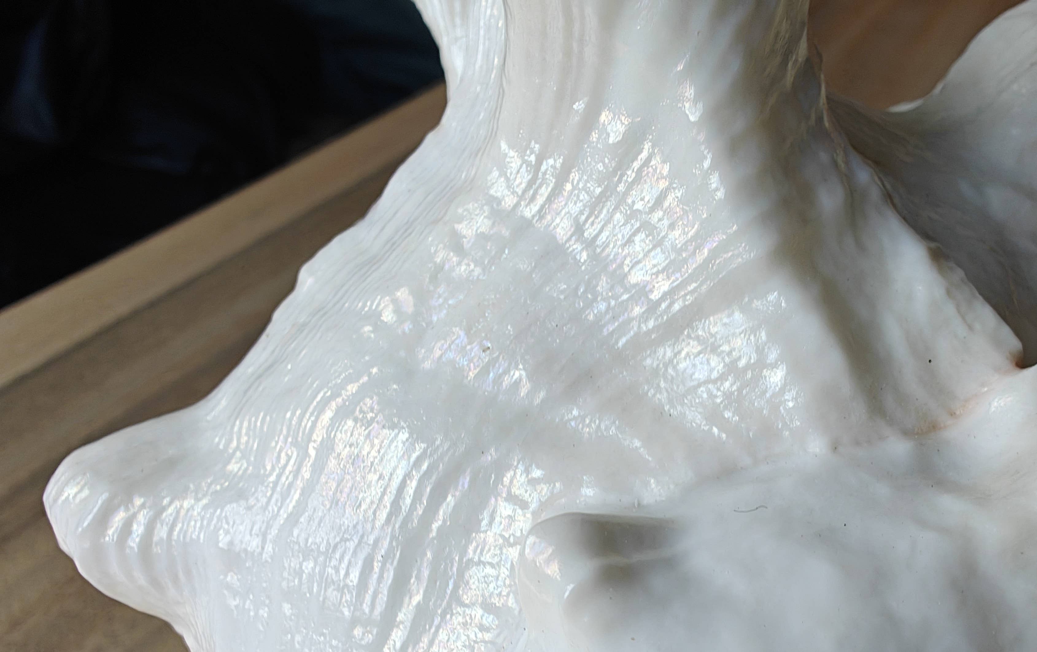 Product Import Holland - Vente Décorations de table - Rogik Small - nature - coquillage - décoration - côte3