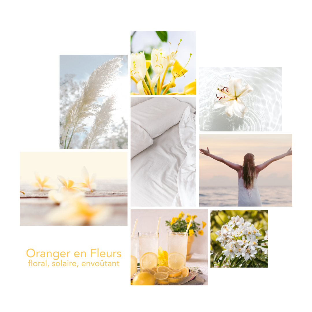 Pikoc – wholesale Pulvertvättmedel/tvättmedelstabletter – Tvättmedel Oranger En Fleurs 5L1