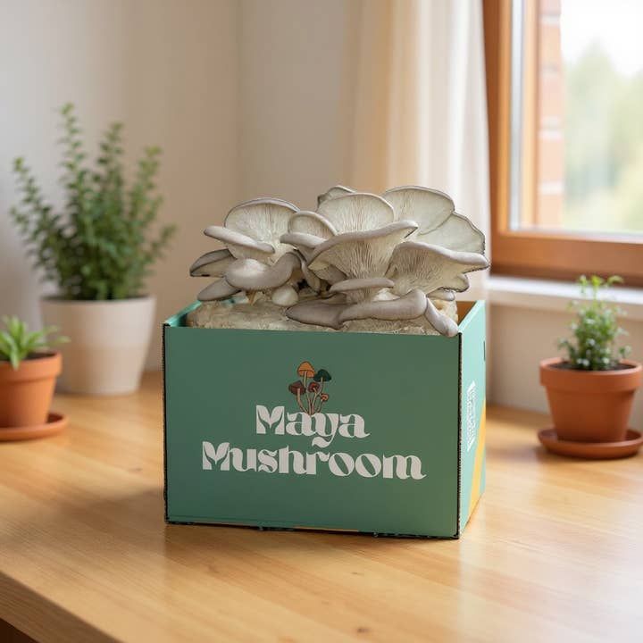 Blue Oyster ShroomBag Mushroom Grow Kit and other Purchase Wholesale maya. Free Returns & Net 60 Terms on Faire trending on Faire.