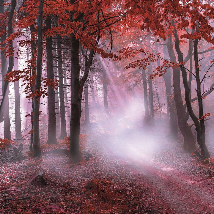 stretcher for wholesale by Bönninghoff