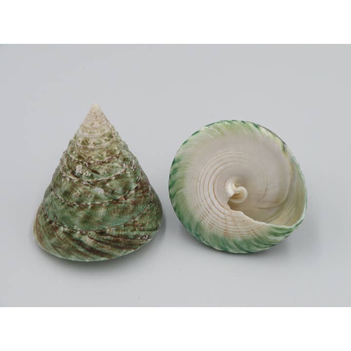 Conchiglia decorativa naturale Tompeng - tonalità naturali con accenti verdi, marroni e crema per la vendita all'ingrosso da parte di Product Import Holland