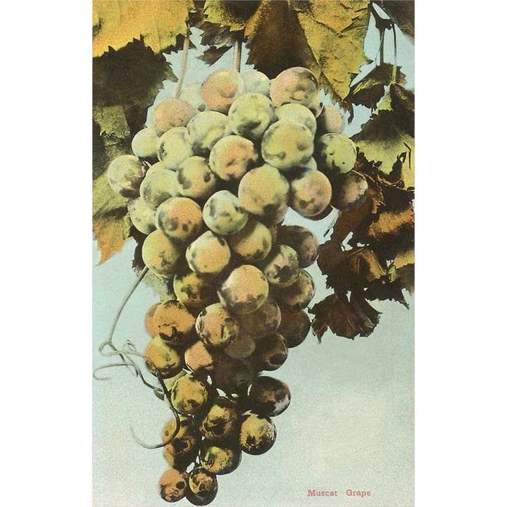 Found Image Press - Wholesale Postcard - Postcard FR-24 Muscat Grapes