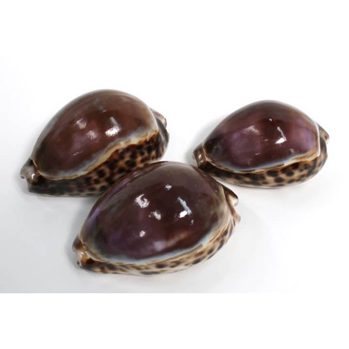 California Seashell Company - Wholesale Decorative Tabletop Object - Purple Top Cowrie Seashell 2.5-3"
