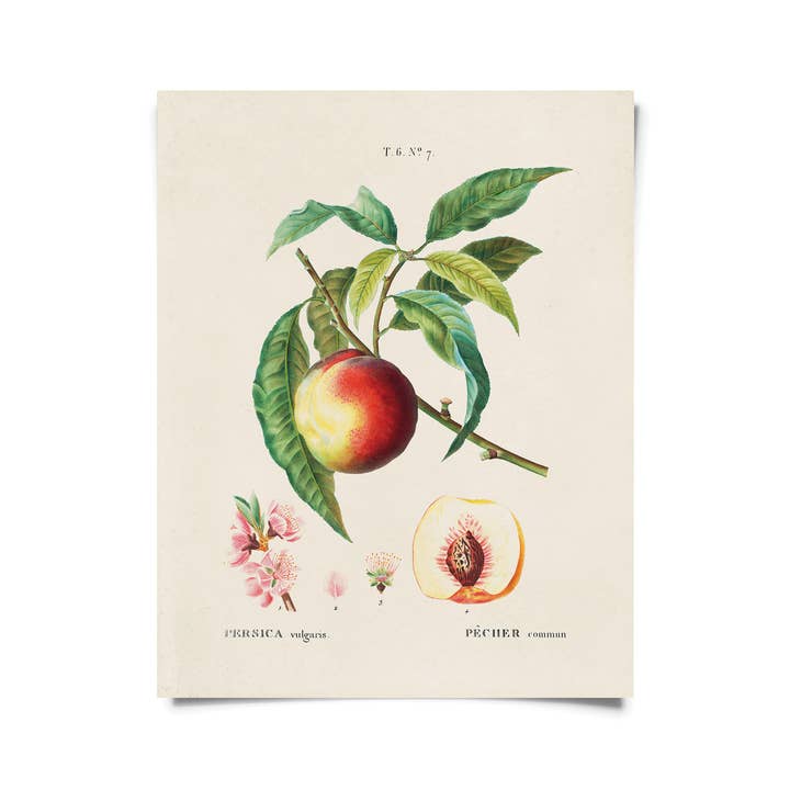 Curious Prints - Wholesale Art Print - Vintage Botanical Peach Blossom Print w/ optional frame