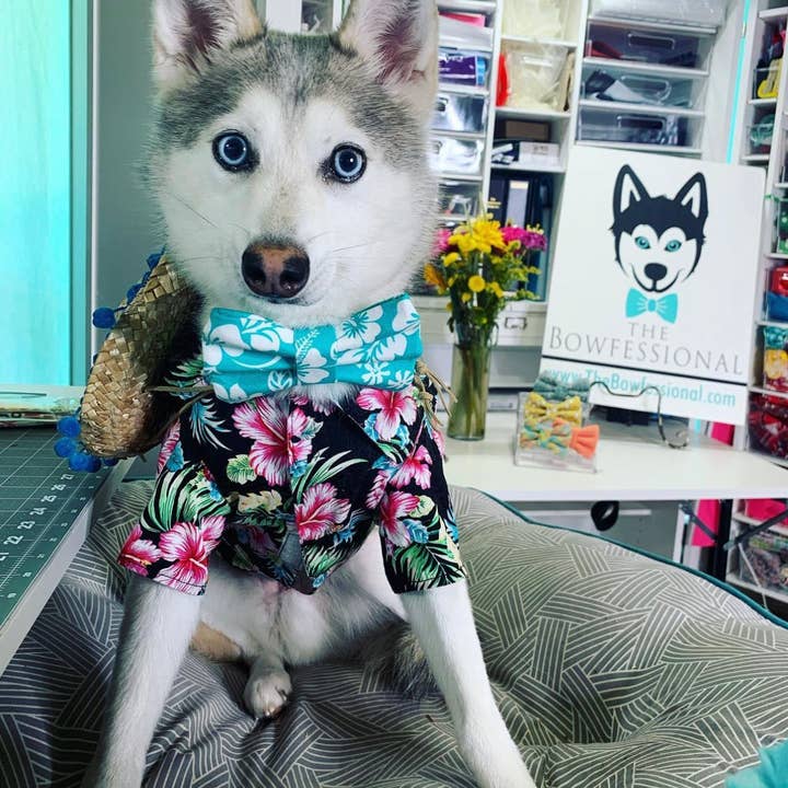 The Bowfessional Inc. - Vendita all'ingrosso Papillon - Cani e gatti - Papillon Aloha1