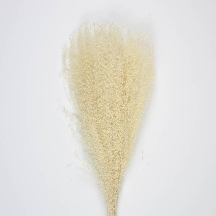 Tim&Puce Factory - Wholesale Dried/Pressed Flowers - SET OF 10 PAMPAS LIGHT NATURAL WHITE