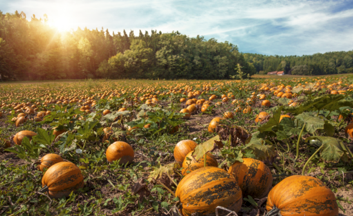 Wilderness Poets - Wholesale Seeds/Kernels - Organic Oregon Pumpkin Seeds10