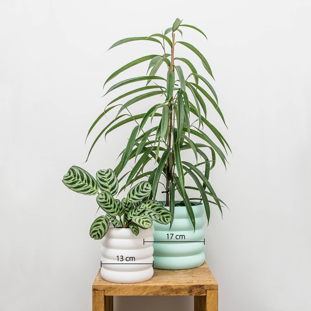 CAMBIFOLIA - Wholesale Plant Pot - Planter 5 rings 13cm 3D1