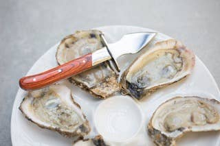 Charleston Shucker Company - Wholesale Kitchen/Utility Knife - SALE: The Carolina Shucker6