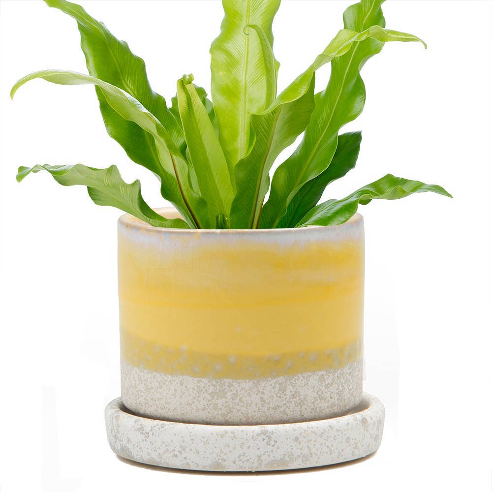 Chive UK - Wholesale Plant Pot - Minute - Glazed Modern Ceramic Pot with Saucer2