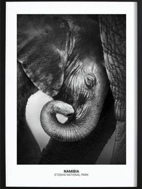 Poster van de baby olifant voor wholesale door Wallified