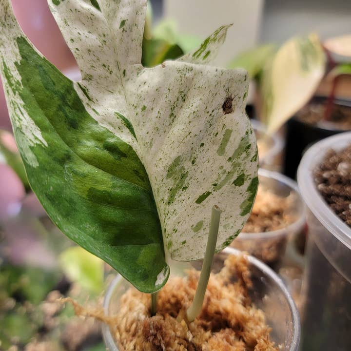 Mosley's Tropical Plants - Wholesale Live plant - Epipremnum Marble Variegated 4-5 Leaf Rooted Plant