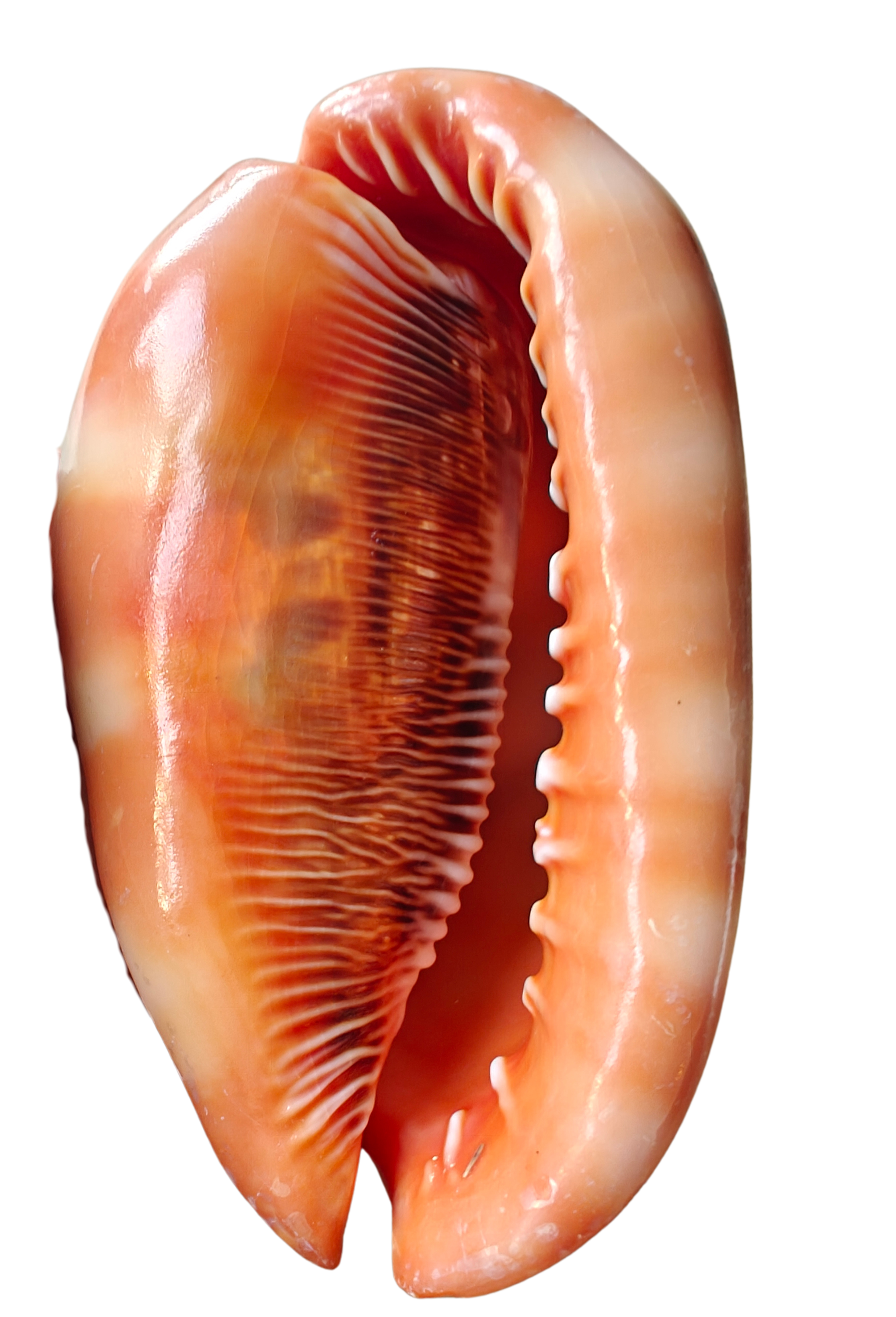 Product Import Holland – Großhandel Tischdeko – Nature Shell Serbung Merah – Küste, Strand, Ibiza Dekoration3