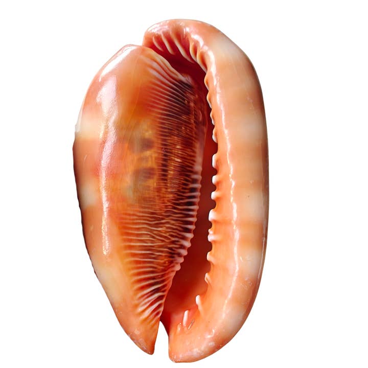 Product Import Holland – wholesale Decorative tabletop object – Nature shell Serbung Merah - coast - beach - Ibiza - deco3