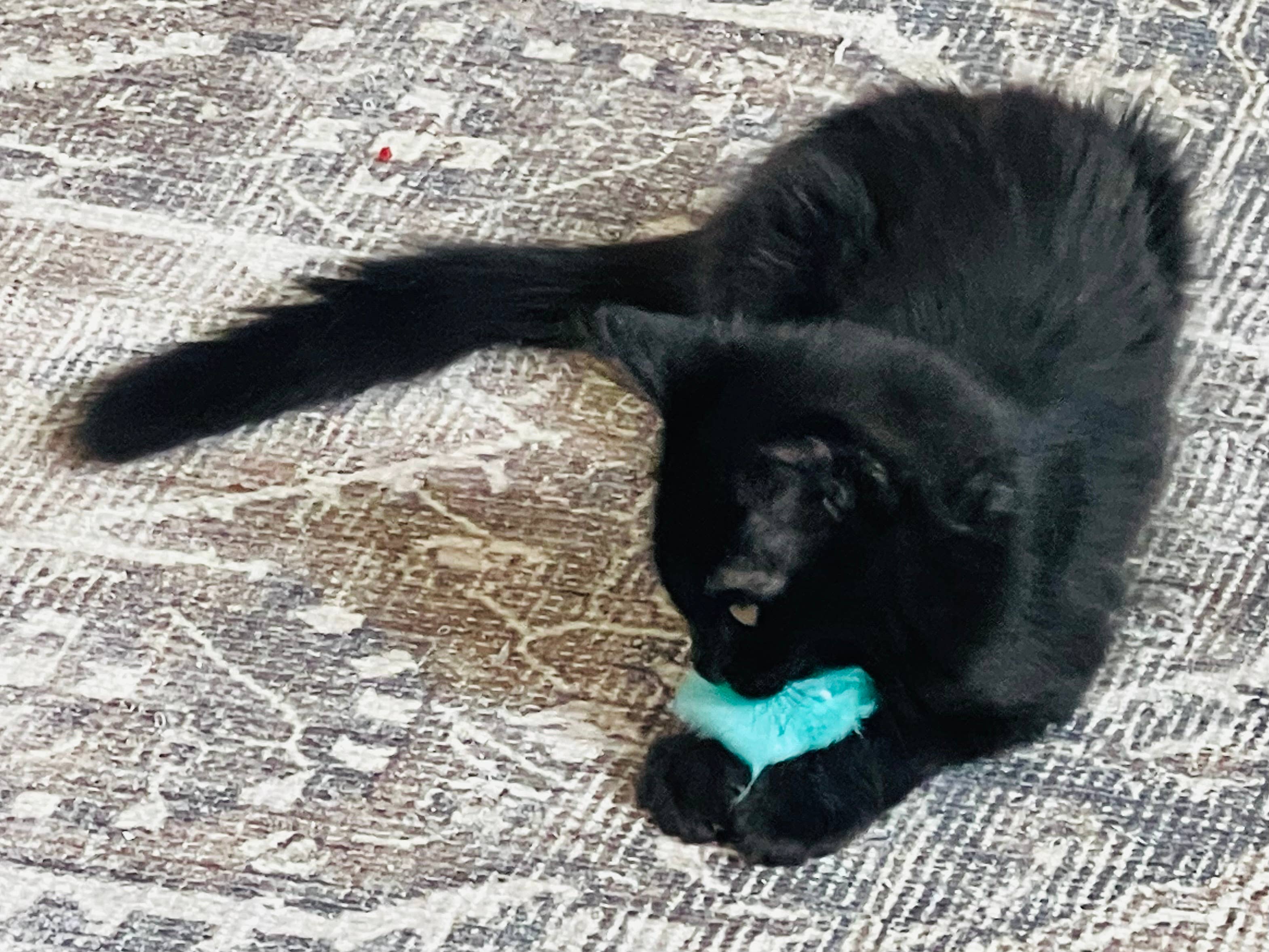 Koira - Wholesale Pet Toy - Cat - Puffy Poof Cat Toy5