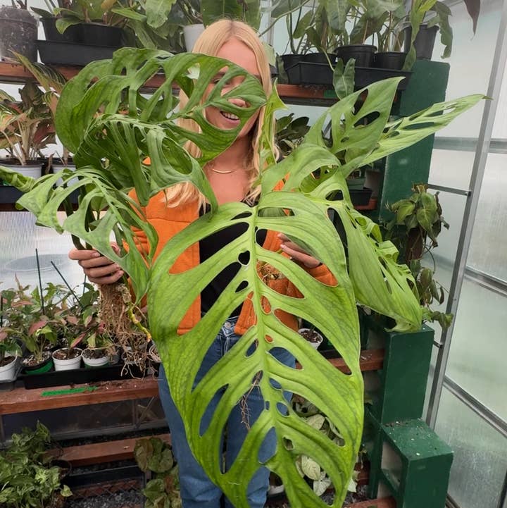 Plant Vault - Wholesale Live Plant - Monstera Esqueleto0