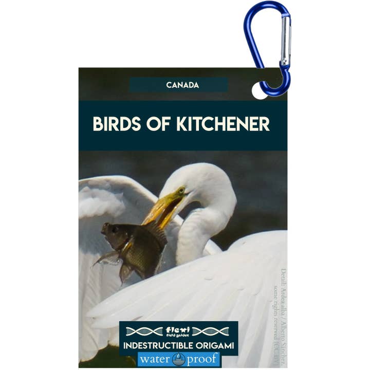 Uccelli di Kitchener-Indistruttibile Origami per la vendita all'ingrosso da parte di Flexi Field Guides