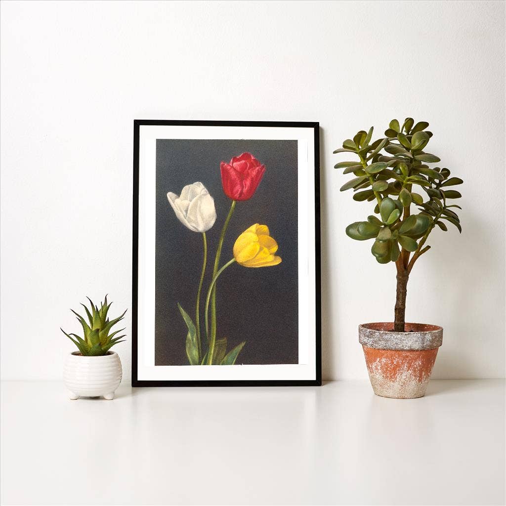 Found Image Press – wholesale Art print – Art Print FC-65 Tulips1