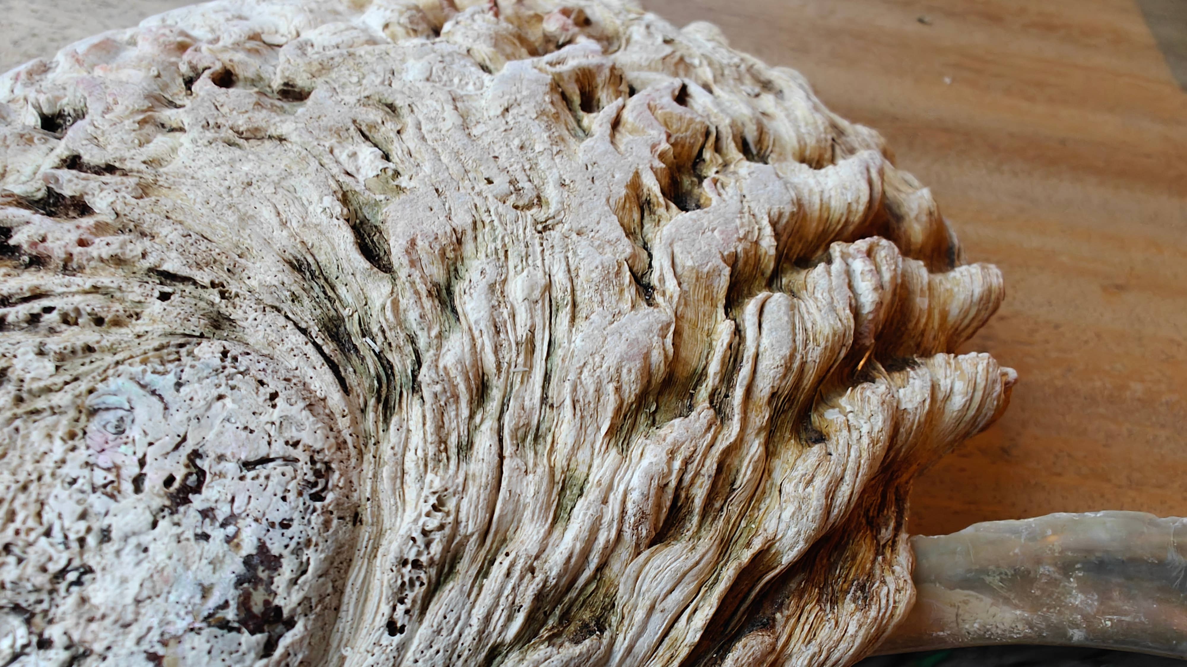 Product Import Holland - Wholesale Decorative Plate/Dish/Bowl - Abalone 15+cm - mother-of-pearl - shell - spiritual - decoration3