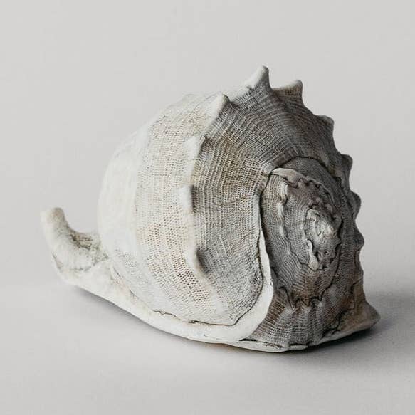 Large Helmet Conch for wholesale by House Parts, Inc.