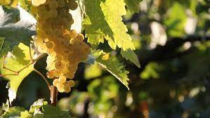 MAGIU SRL - Wholesale White Wine - Pecorino Terre di Chieti IGT5