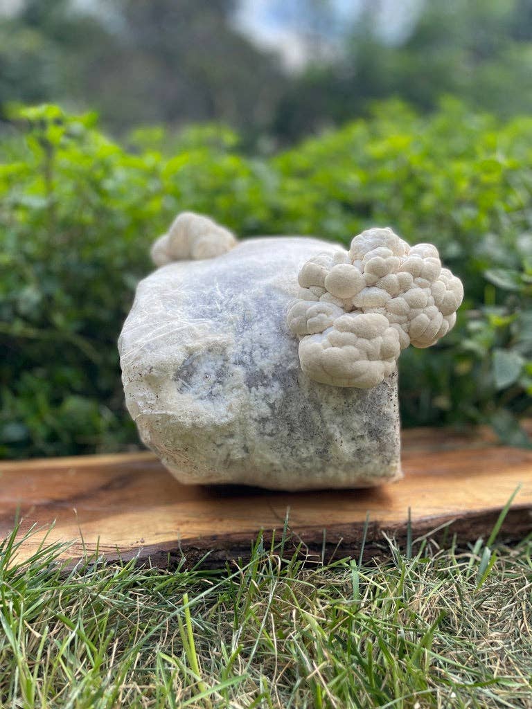 Mycoterra Farm - Wholesale DIY Food Kit - Organic Lion's Mane Mushroom Grow Kit3