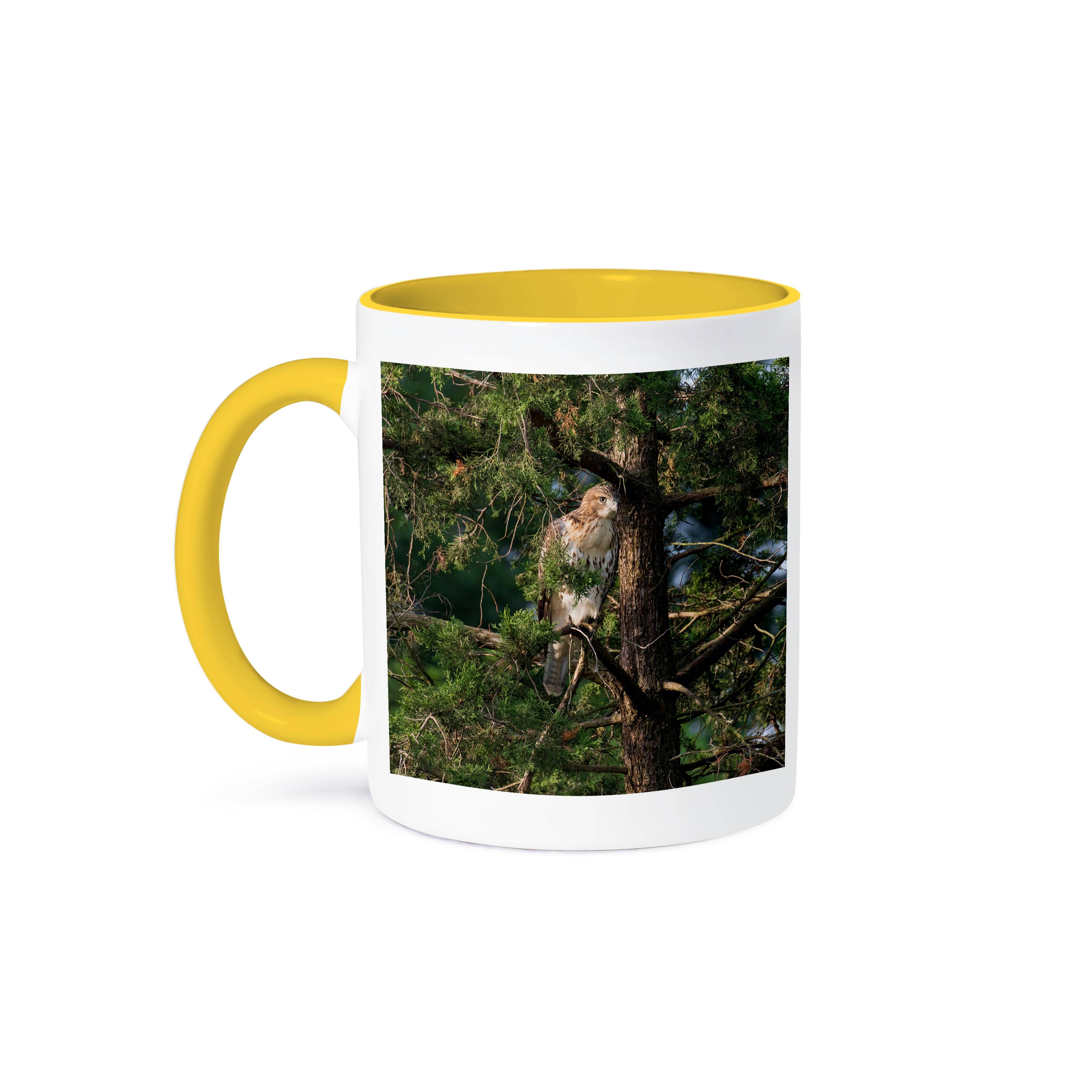 3dRose - Wholesale Coffee Mug - 3dRose, Red shouldered Hawk, Buteo Lineatus, immature, Marion County, Illinois, Mug0